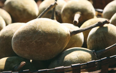 Baobab (Adansonia digitata)